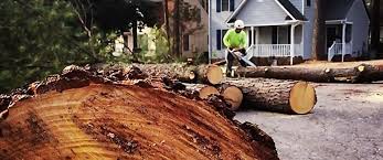 How Our Tree Care Process Works  in  Las Flores, CA