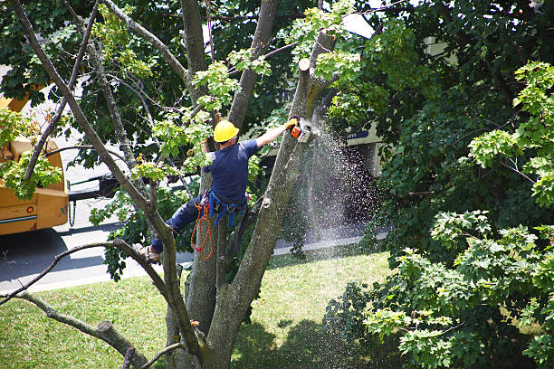 Lawn Irrigation Installation and Maintenance in Las Flores, CA